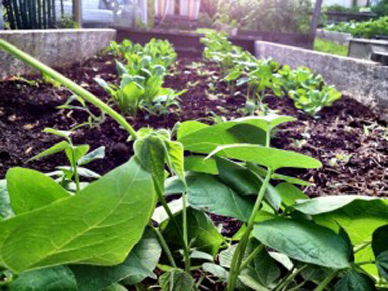 Philadelphia’s Youth Learns about Urban Agriculture